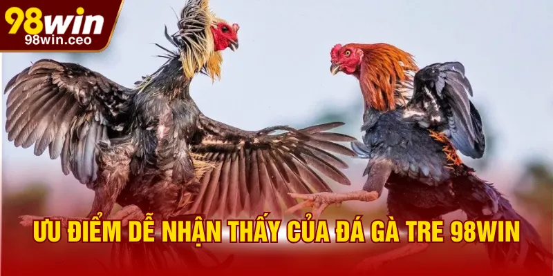Ưu điểm dễ nhận thấy của đá gà tre 98WIN